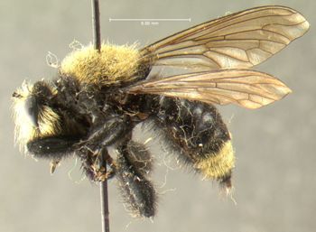 Media type: image;   Entomology 13481 Aspect: habitus lateral view